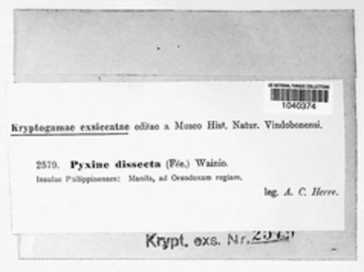 Pyxine dissecta image